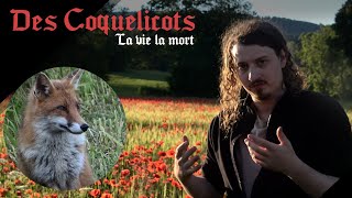 Renard curieux champs de coquelicots vivant [upl. by Katerine]