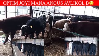 ANGUS AVLIKOL BUQALARI KOTTA PARTIYA K 😲🏃📞 998 95 107 20 94 [upl. by Ennyroc]