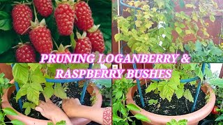 Pruning Loganberry and Respberey bush  Growing Loganberry and raspberry bushes in containers [upl. by Sesilu]