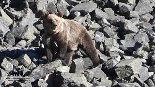 AVISTAMIENTO DE OSO PARDO CANTABRICO 3 osos de cuatro vistos Ursus arctos [upl. by Name]