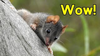 The Insane Biology of The Antechinus  Crazy Sex and Cannibalism [upl. by Manda288]