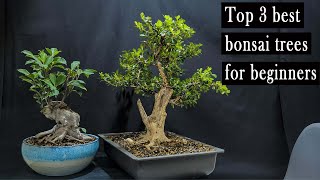 Top 3 best bonsai trees for beginners easy to take care of [upl. by Essirahs601]