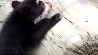 2 Twins Spectacled Bear Cubs アンデスグマ・双子の赤ちゃん・ズーラシア [upl. by Ttergram]