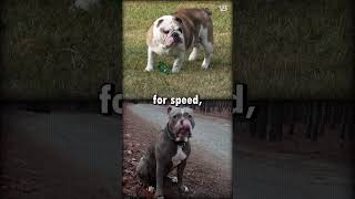 English Bulldog VS Olde English Bulldogge shorts [upl. by Martinelli167]