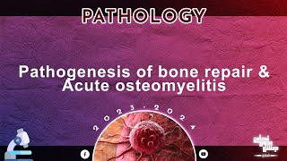 L12 Pathogenesis of bone repair and acute osteomyelitis Pathology [upl. by Gerrilee]