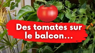 tomate hydroponique maison mais oui cest facile [upl. by Anual164]