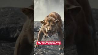 La VERDADERA Historia De MUFASA 🦁 mufasa disneyplus [upl. by Odlanyar805]