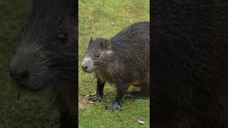 Meet the Jamaica tree rat Jamaica hutia shorts [upl. by Hike]