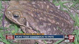 Bufo toad dangerous to pets [upl. by Akenor]