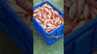 Kerala fishing boat fish storage area in basement seafishing fishing seafishingvideo shorts [upl. by Thirion100]