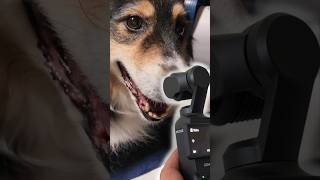 Filming a Review  Pet Grooming Kit Oneisall Transformhowyoupet doggroomingvacuum [upl. by Liane]