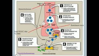 Autonomic Nervous System  CRASH Medical Review Series [upl. by Leahcim]