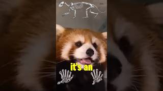 Red Pandas Arent Pandas 🤯 cuteanimals redpanda pandas education [upl. by Chessa]