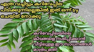 എത്ര വച്ചിട്ടും കറിവേപ്പില പിടിക്കുന്നില്ലെങ്കിൽ ഇത്പോലെ ചെയ്ത് നോക്കു 💯  കറിവേപ്പില തഴച്ച് വളരും [upl. by Rania]