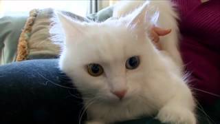 Cats 101 Turkish Angora Video Animal Planet [upl. by Aihsital117]