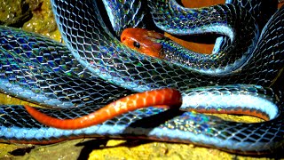 Big Blue Coral Snake [upl. by Adaliah]