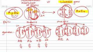 Gamete Formation Independent Assortment vs Linked Genes [upl. by Nalced]