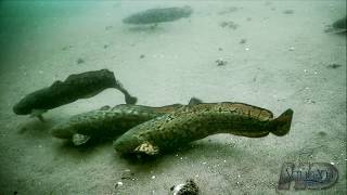 NeverBeforeSeen Burbot  Eelpout Underwater Spawning and Fishing [upl. by Coniah795]