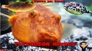 Puffer Del Congo Tetraodon Miurus [upl. by Neerhtak]