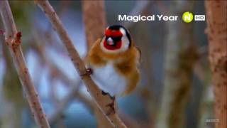 Viasat Nature HD  Magical Year  2012 Advert 720p [upl. by Duomham]