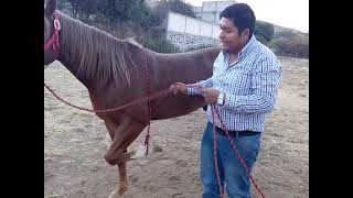 Entrenando caballo a reverencia [upl. by Aihsemek]