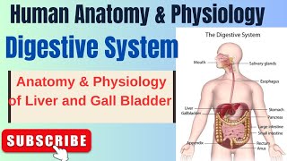 Anatomy amp Physiology of Liver and Gall Bladder I Digestive System I HAP I L5pharmacynotes [upl. by Siusan446]