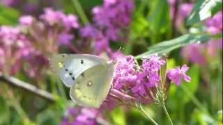 Eastern Pale Clouded Yellow Nectaring モンキチョウ♀＠ムシトリナデシコ訪花 [upl. by Novak]