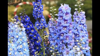 904  Winter ke khubsurat flower Larkspur Delphinium ko grow aur care karna How to grow Larkspur [upl. by Alvira]