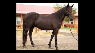 Morgan MFT Cross Black Gelding For Sale [upl. by Tenaej658]