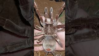 Goliath birdeater Theraphosa blondiBig Spider [upl. by Anaujahs654]