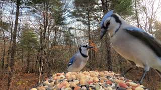 Blue Jays Redbellied Woodpeckers and more [upl. by Arahsak209]