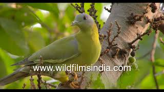 Hariyal is a green coloured pigeon Yellowfooted Green Pigeon chucks green unripe Gular figs [upl. by Akenihs]