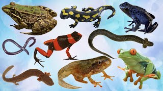 Amphibians  Amphibians Names  Amphibians for Kids  Vertebrate animals  ENGLIZO [upl. by Eehtomit101]