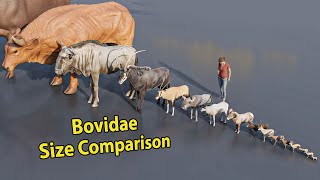 Bovidae Size Comparison  Rodents size comparison  3D Animation animation animals [upl. by Noirret779]