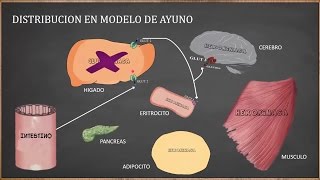 Integracion Metabolica parte 1 [upl. by Enilec]