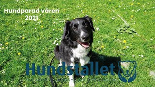 Hundstallets digitala Öppet Hus  hundparad våren 2021 [upl. by Katsuyama]