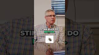 Do Stink Bugs BITE or STING shorts [upl. by Oren]