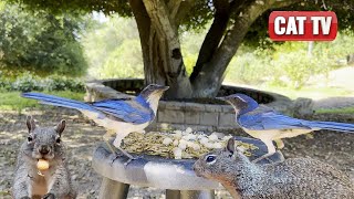 CAT TV  🐦🐰 Bountiful Bird Bunny and Squirrel Nature Compilation 🐿️🌳  Videos For Cats  Dog TV [upl. by Correy]