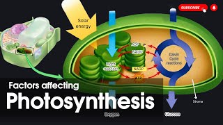 Factors affecting photosynthesis  Types of photosynthesis Bioenergetics [upl. by Aitrop]