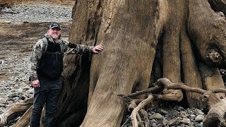 Huge Trees Mossyrock Wa [upl. by Schlesinger]