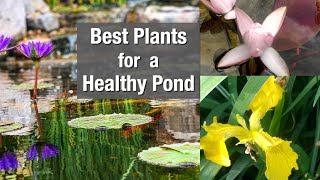 Best Plants for a Healthy Pond [upl. by Apfelstadt]