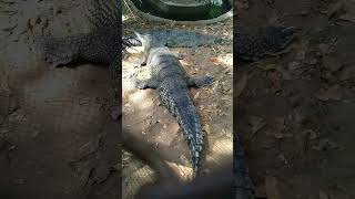 Gharial  Fish eating Crocodile gharial animals crocodile [upl. by Thordis958]