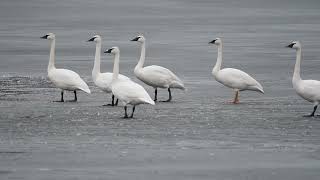 Trumpeter Swans Leucistic Swan White winged Scoter [upl. by Mir]