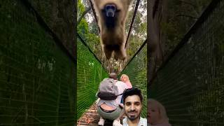 Gibbon swings over family while crossing a bridge ape wood green shortvideo shorts [upl. by Lyrpa]