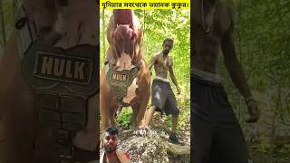 দুনিয়ার সবথেকে ভয়ানক কুকুর কোনটি।shorts dog pets [upl. by Everest671]