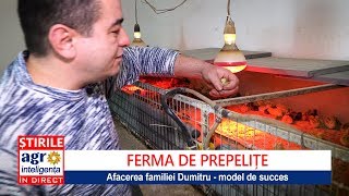 Ferma de prepelițe de la investiție inițială la profit [upl. by Mainis217]