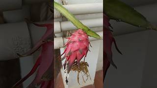 Dragon fruit Dragon fruit flower pitaya flower selenicereus fruit [upl. by Oznofla]