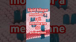 Lipid bilayer model of Cell membrane 3danimation [upl. by Lede786]