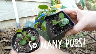 Pilea PeperomioidesChinese Money Plant UFO Plant Pancake Plant Propagation [upl. by Grunberg]