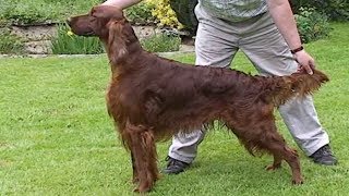 Dog Breed Video Irish Setter [upl. by Intyrb78]